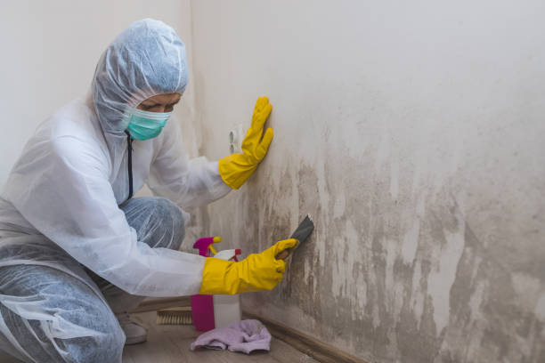 Best Toxic Mold Removal  in Sandoval, IL