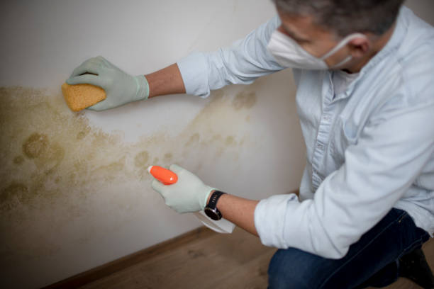Best Affordable Mold Removal  in Sandoval, IL