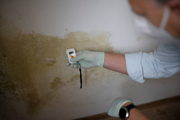 Best Attic Mold Removal  in Sandoval, IL