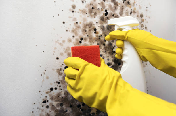 Best Local Mold Removal Service  in Sandoval, IL