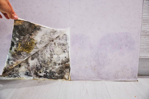 Best Professional Mold Removal  in Sandoval, IL